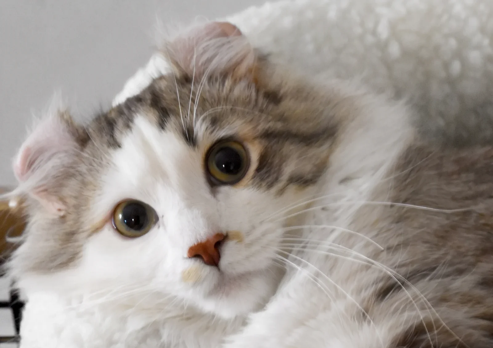 Curland Oscar, American Curl male, head study