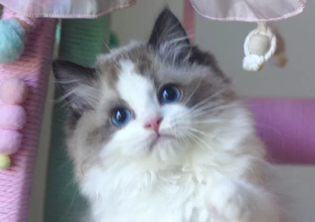 KFBear Diaochan, seal bicolor Ragdoll female, head study