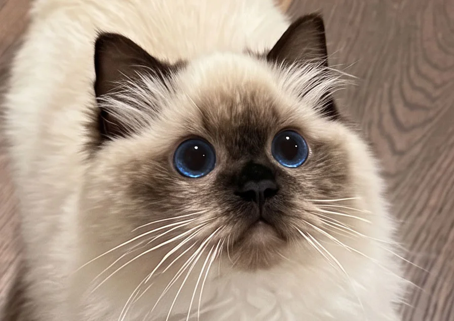 KFBear Harpie, seal colorpoint Ragdoll female, head study