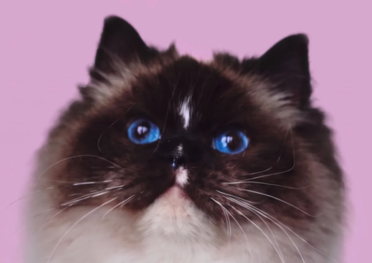 KFBear K Pot, seal point Ragdoll female, head study