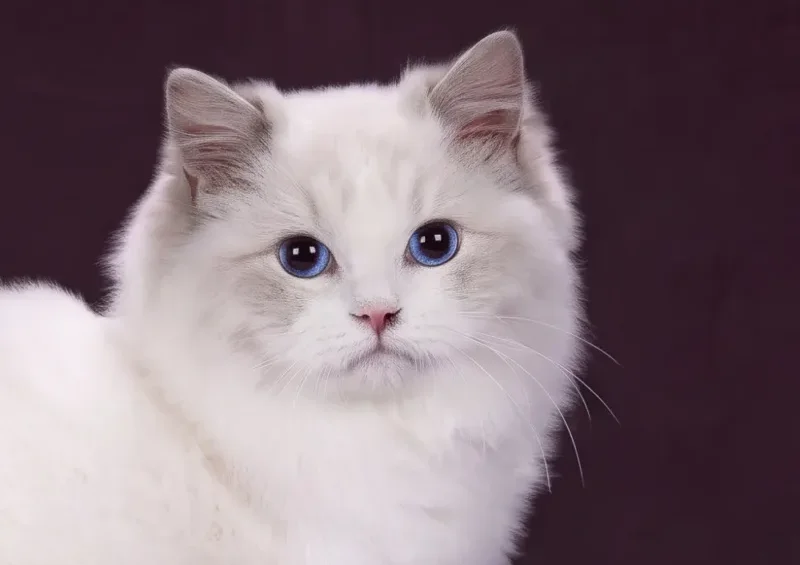KFBear Little Mellow, Ragdoll male, head study
