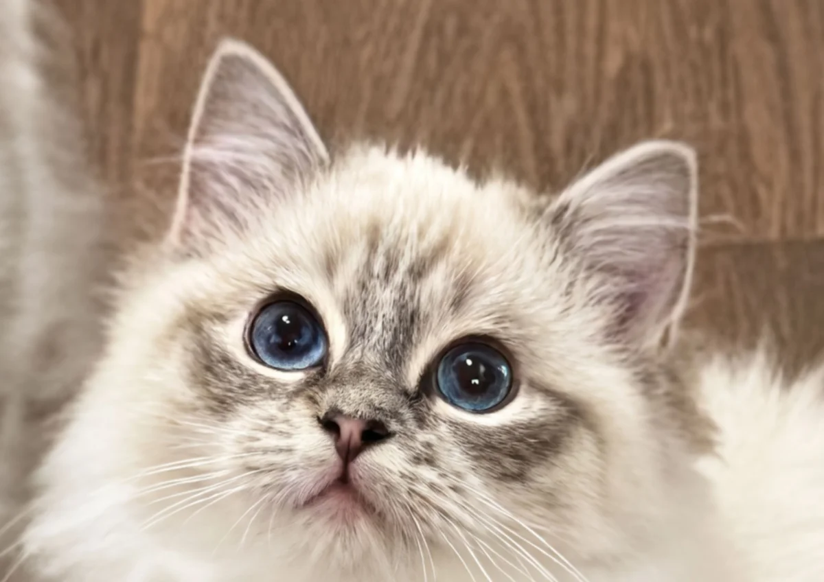 KFBear Pipi, seal lynx mitted Ragdoll female, head study