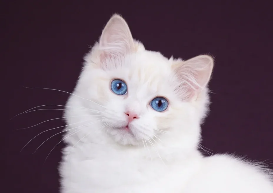 KFBear Q Bepo, red lynx bicolor Ragdoll male, head study