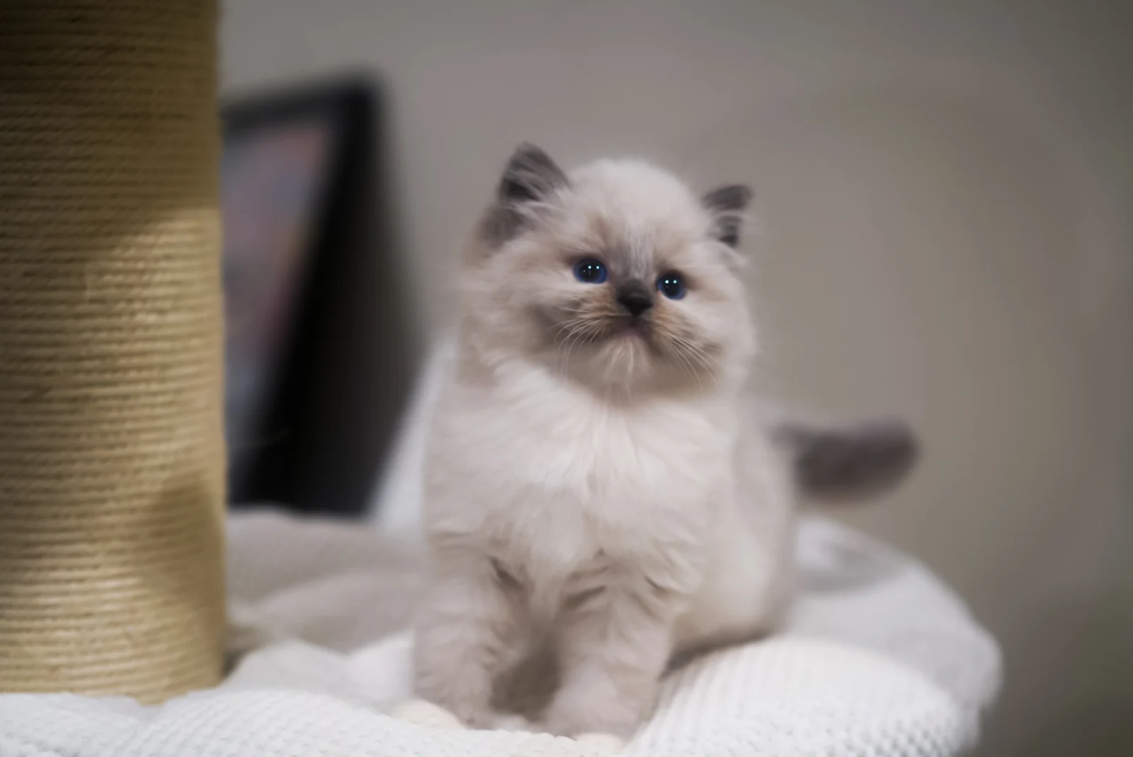 Blue point Ragdoll kitten sitting on a cat tree