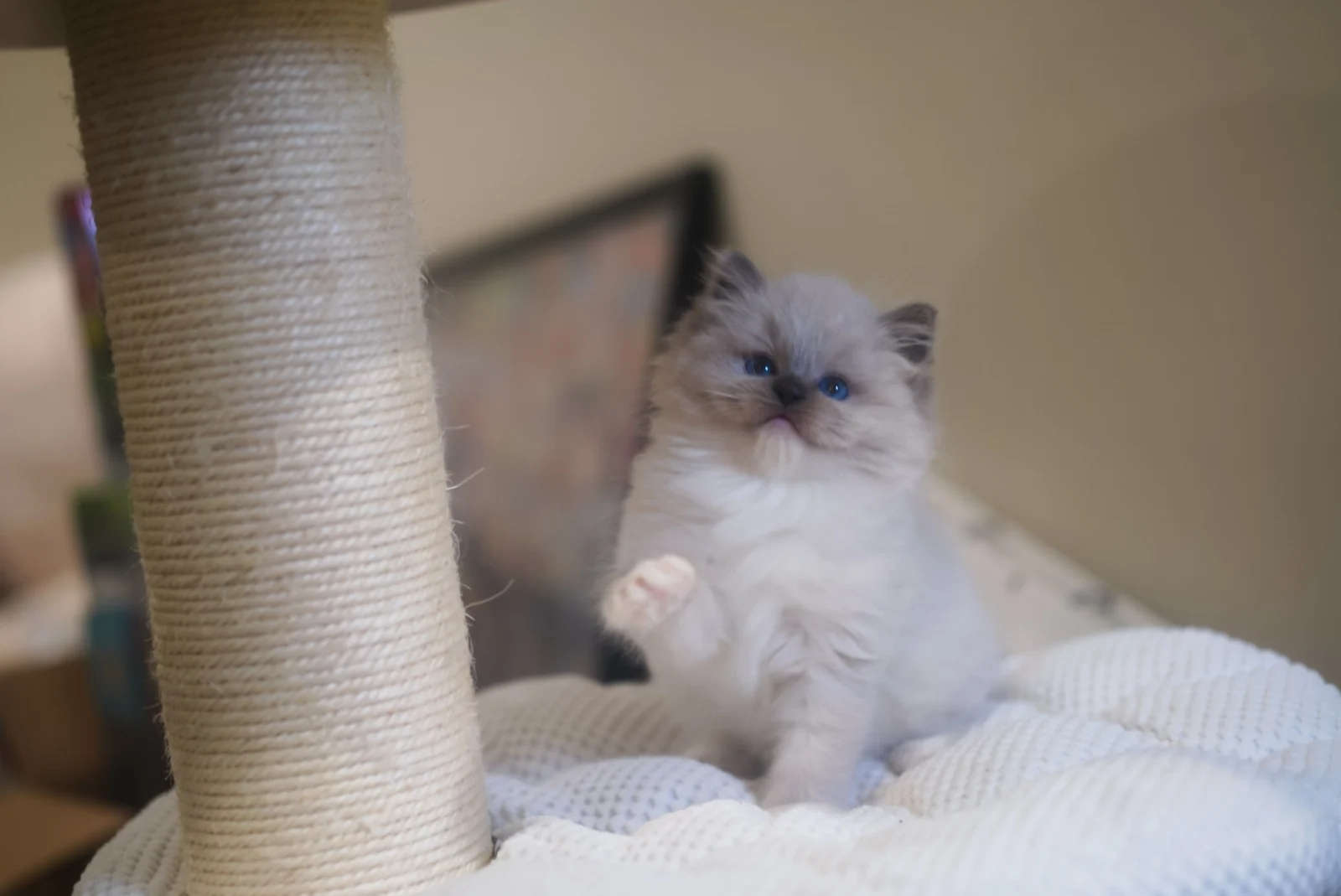 Ragdoll kitten with one paw raised
