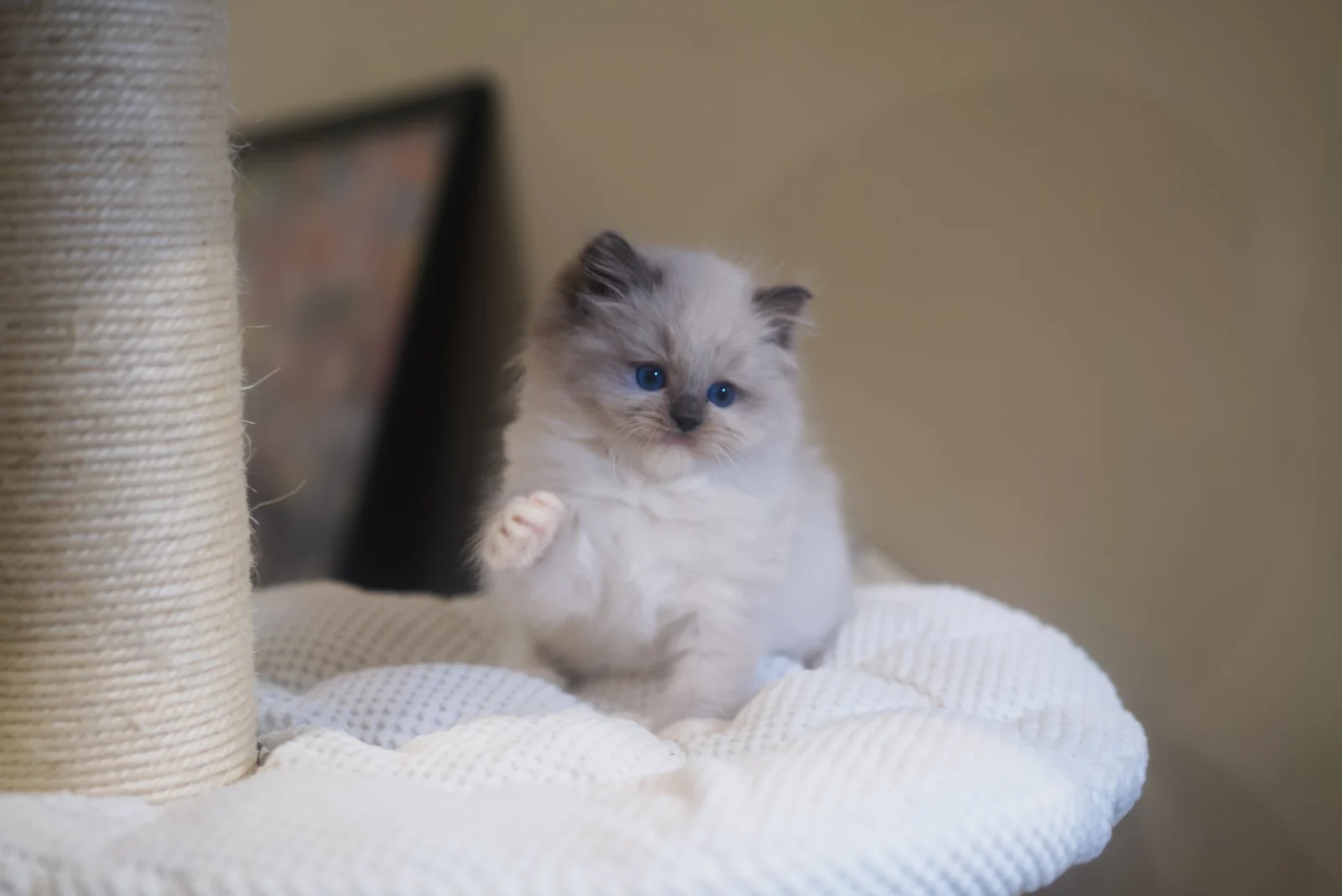 Ragdoll kitten reaching out a front paw