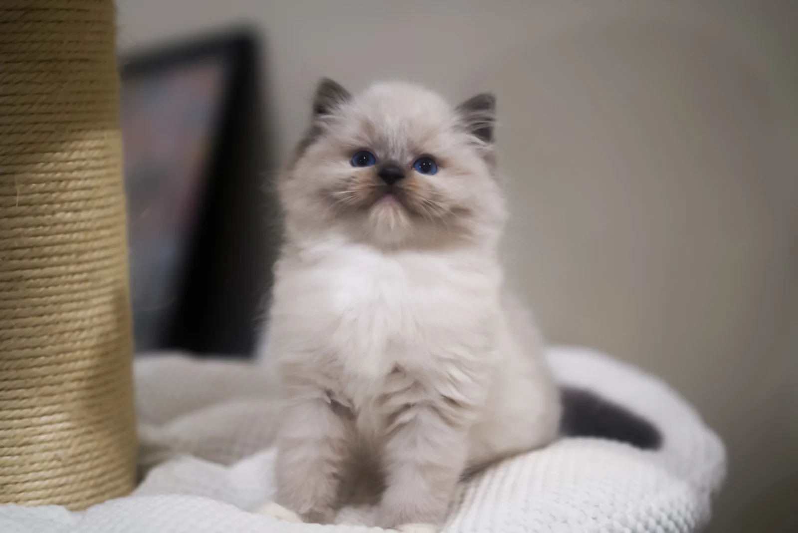 Blue point Ragdoll kitten on a white blanket