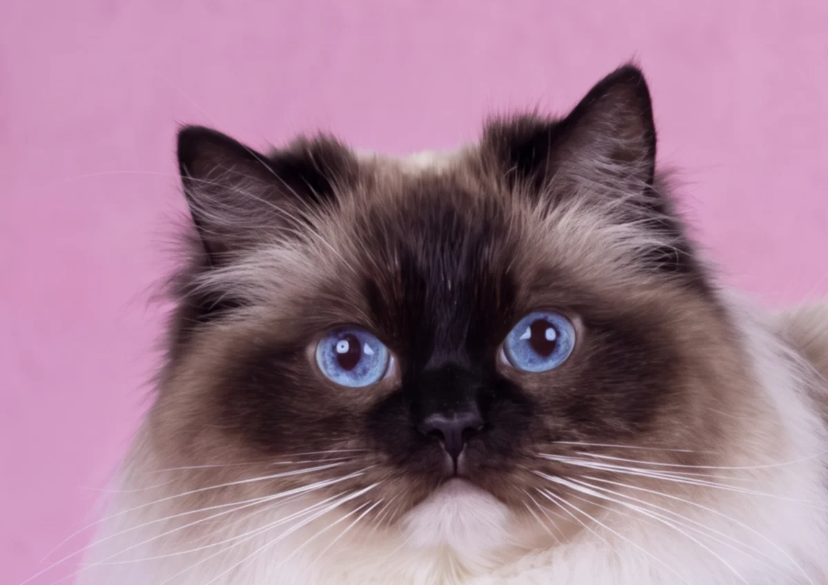 Naorahdolls Thaila of Everdolls, seal mitted Ragdoll female, head study