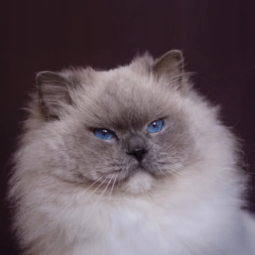 Naorahdolls Django of KFBear, blue point Ragdoll male