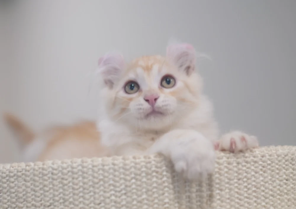 Purricurls Blazing Glory Luminous, red silver classic tabby and white American Curl kitten