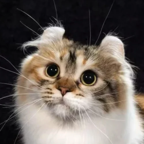 Wind Wizard Melffy of Purricurls, brown spotted torbie and white American Curl queen